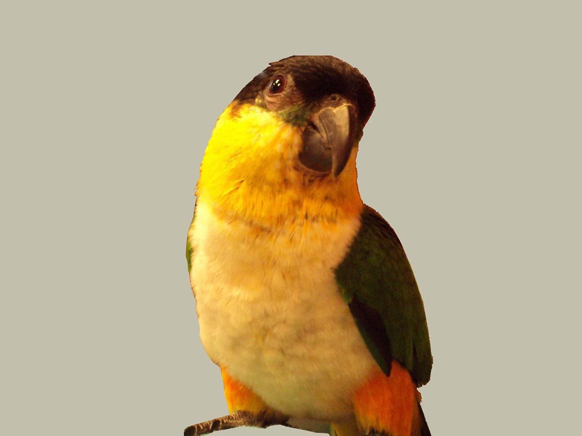 caique
